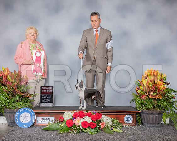 Boston Terrier #12 Sun G2 Judge Carol White Moser_SSR_5420_Hstn2019_HR3