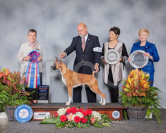 Boxer #32 Sun RBIS Judge Gay Dunlap_SSR_5477_Hstn2019_HR3