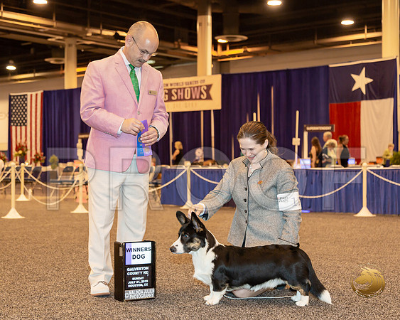 Cardigan Welsh Corgi #11 Sun WD Harry Schulman__ST_6755-Hstn2019-HR3