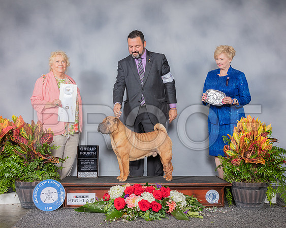 Chinese Shar Pei #9 Sun G4 Judge Carol White Moser_SSR_5433_Hstn2019_HR3