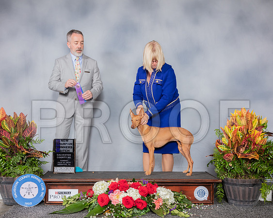 Cirnechi Dell Etna #18 Sun NC WB Judge Jim Owens_SSR_5335_Hstn2019_HR3