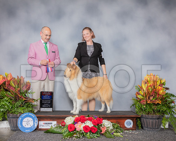 Collie Rough #6 Sun BOS BOW Judge Butch Schulman_SSR_5445_Hstn2019_HR3