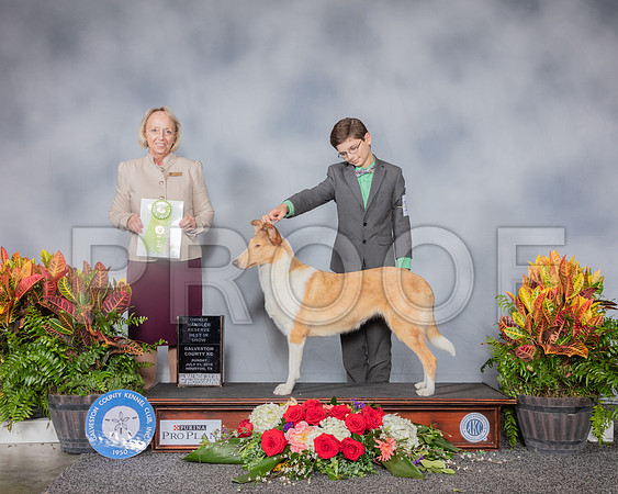 Collie Smooth #10 Sun OHRBIS Judge Alisa Brotherhood_SSR_5487_Hstn2019_HR3