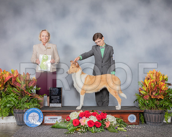 Collie Smooth #10 Sun OHRBIS Judge Alisa Brotherhood_SSR_5490_Hstn2019_HR3