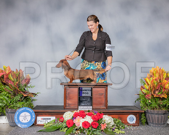 Dachshund Long Haired #21 Sun WD Judge Jim Owens_SSR_5090_Hstn2019_HR3