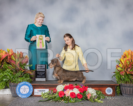 Dachshund Wire Haired #J520 Wed BJR RESHOOT_SSR_5275_Hstn2019_HR3