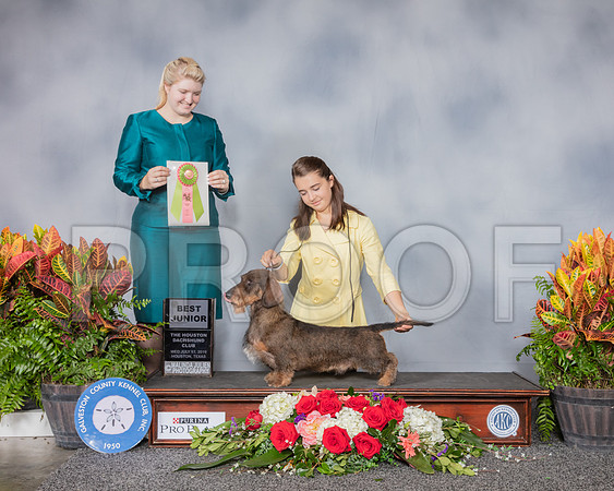 Dachshund Wire Haired #J520 Wed BJR RESHOOT_SSR_5273_Hstn2019_HR3
