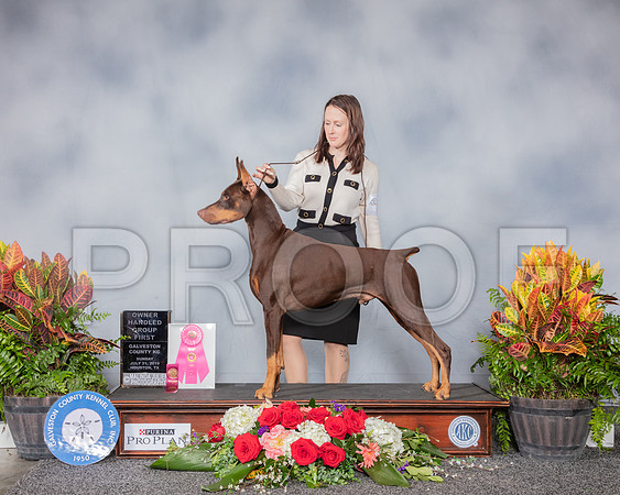Doberman Pinscher #11 Sun OHG1 Judge Kevin Flynn_SSR_5497_Hstn2019_HR3