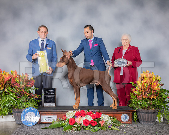 Doberman Pinscher #21 Sun G3 Judge Eric Ringle_SSR_5405_Hstn2019_HR3