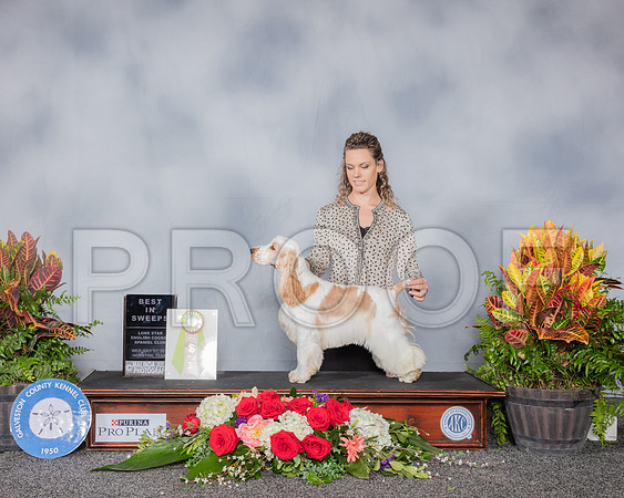 English Cocker Spaniel #? Wed BISweeps_SSR_5410_Hstn2019_HR3