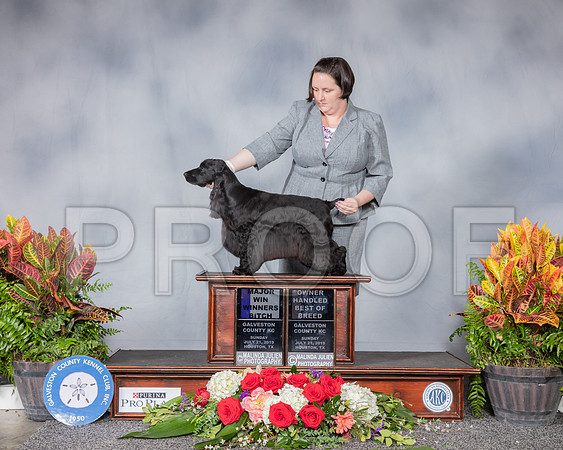English Cocker Spaniel #20 Sun WB OHBOB MAJ RESHOOT_SSR_5163_Hstn2019_HR3