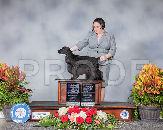 English Cocker Spaniel #20 Sun WB OHBOB MAJ RESHOOT_SSR_5156_Hstn2019_HR3