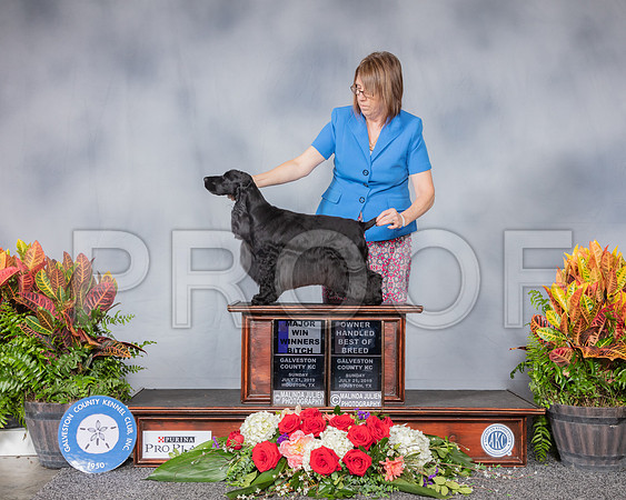 English Cocker Spaniel #20 Sun WB OHBOB MAJ RESHOOT_SSR_5165_Hstn2019_HR3
