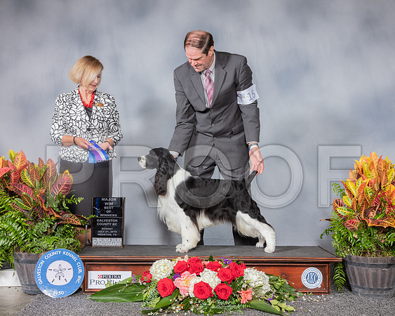 English Springer Spaniel #15 Sun WD BOW MAJ Judge Linda Flynn_SSR_5172_Hstn2019_HR3