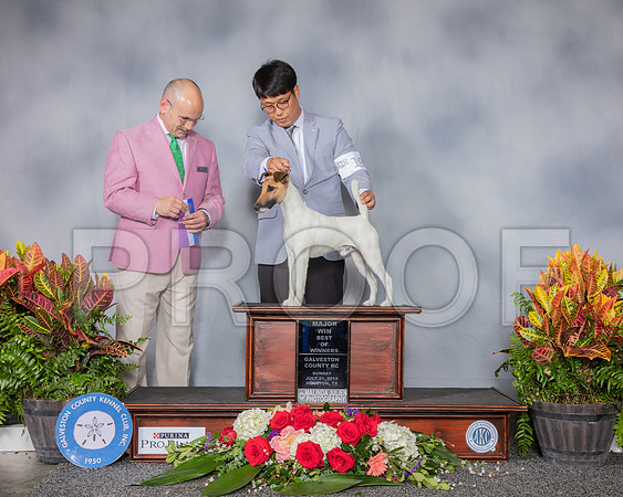 Fox Terrier Smooth #7 SUn BOW MAJ Judge Butch Schulman_SSR_5267_Hstn2019_HR3