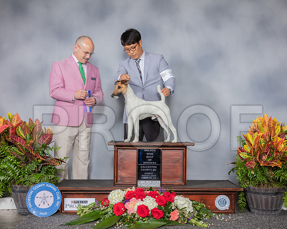 Fox Terrier Smooth #7 SUn BOW MAJ Judge Butch Schulman_SSR_5263_Hstn2019_HR3
