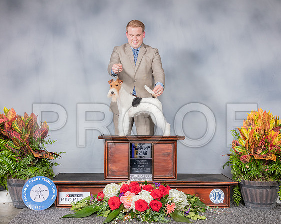Fox Terrier Wire #72 Wed BOB BOW NC MAJ Judge Bergit Coady Kabel RESHOOT_SSR_5080_Hstn2019_HR3