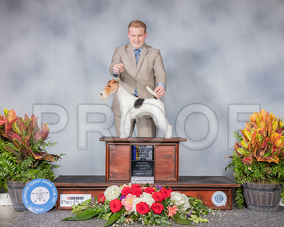 Fox Terrier Wire #72 Wed BOB BOW NC MAJ Judge Bergit Coady Kabel RESHOOT_SSR_5081_Hstn2019_HR3