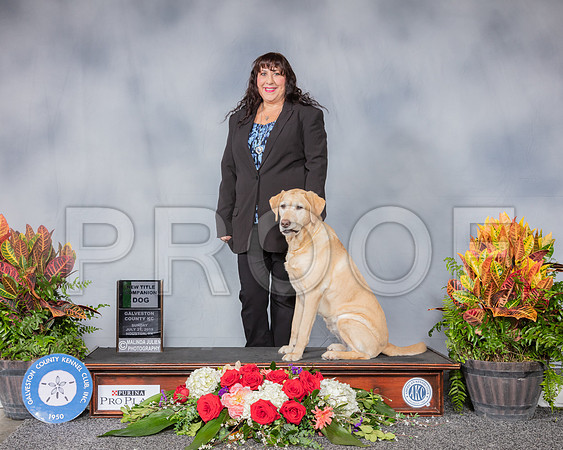 Golden Retriever #O29 Sun Nov A Pre Nov A Judge Rick Cox_SSR_5100_Hstn2019_HR3