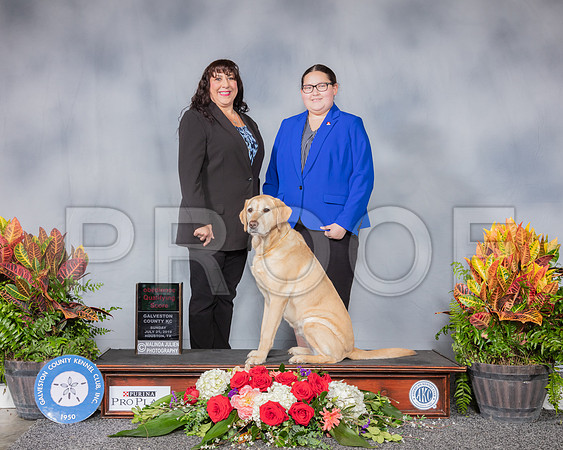 Golden Retriever #O29 Sun Nov A Pre Nov A Judge Rick Cox_SSR_5107_Hstn2019_HR3