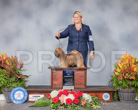 Havanese #14 Sun BOW Judge Joao Machado_SSR_5116_Hstn2019_HR3