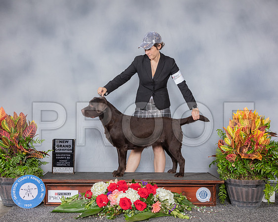 Labrador Retriever #6 Sun NGC_SSR_5220_Hstn2019_HR3