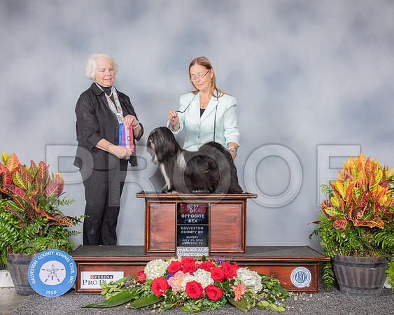 Lhasa Apso #11 Sun BOS WD Judge Carol White Moser_SSR_5324_Hstn2019_HR3