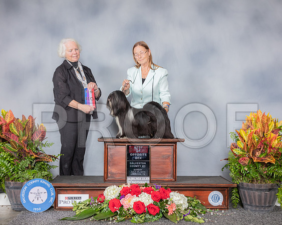 Lhasa Apso #11 Sun BOS WD Judge Carol White Moser_SSR_5323_Hstn2019_HR3