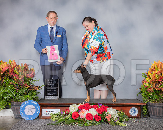 Manchester Terrier Standard #6 Sun OHG1 Judge Eric Ringle_SSR_5280_Hstn2019_HR3