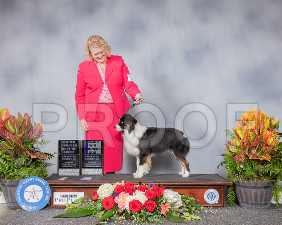 Miniature American Shepherd #23 Sun OH BOB WD Judge Carol White Moser_SSR_5111_Hstn2019_HR3