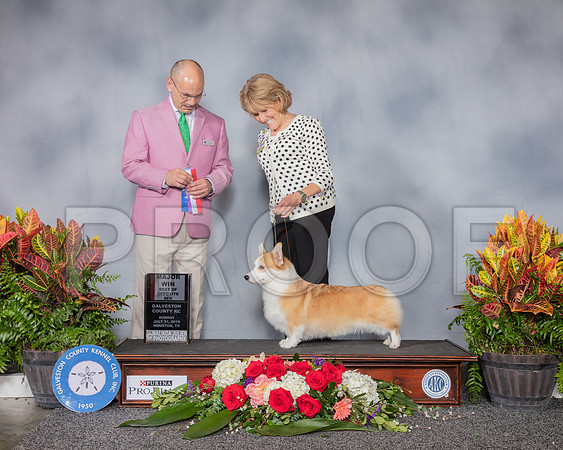 Pembroke Welsh Corgi #32 Sun BD WB MAJ Judge Butch Schulman_SSR_5269_Hstn2019_HR3