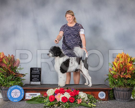 Portuguese Water Dog #11 Sun NGC Judge Butch Schulman_SSR_5189_Hstn2019_HR3