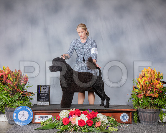 Portuguese Water Dog #7 Sat BOB RESHOOT_SSR_5146_Hstn2019_HR3