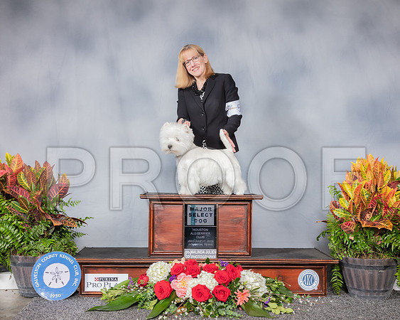 West Highland White Terrier #5 Sun SD MAJ Judge Bergit Coady Kabel RESHOOT_SSR_5084_Hstn2019_HR3
