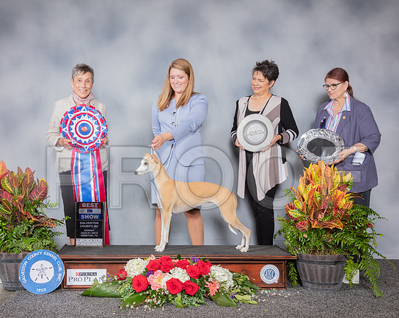 Whippet #32 Sun BIS Judge Gay Dunlap_SSR_5470_Hstn2019_HR3