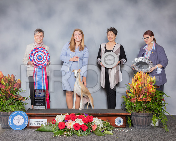 Whippet #32 Sun BIS Judge Gay Dunlap_SSR_5472_Hstn2019_HR3