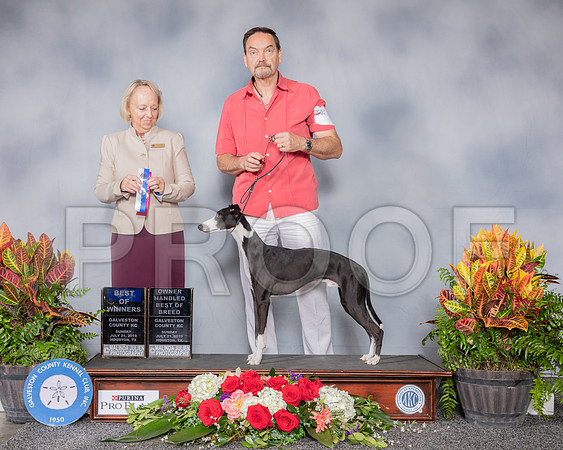 Whippet #9 Sun OHBOB BOW Judge Alisa Brotherhood_SSR_5332_Hstn2019_HR3