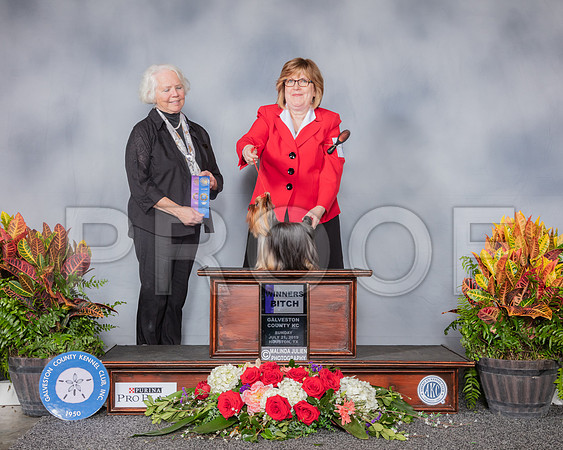 Yorkshire Terrier #6 Sun WB Judge Carolyn Alexander_SSR_5294_Hstn2019_HR3