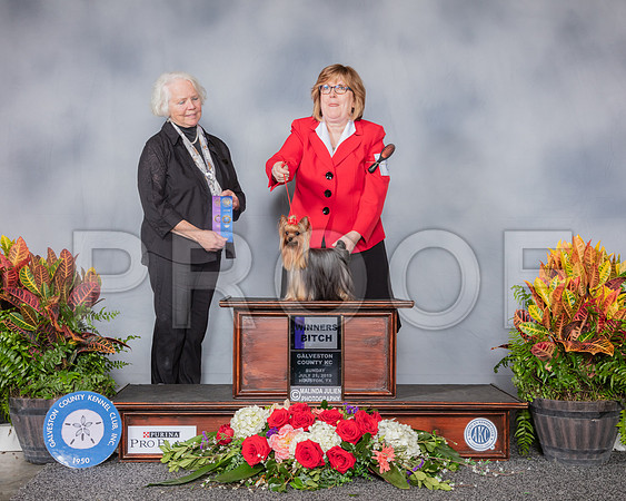 Yorkshire Terrier #6 Sun WB Judge Carolyn Alexander_SSR_5292_Hstn2019_HR3