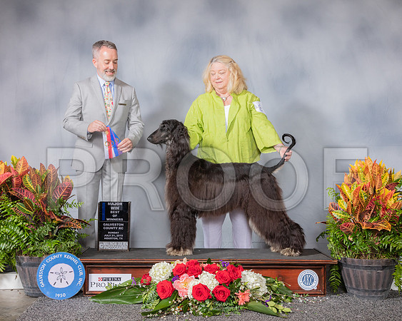 Afghan Hound #8 Sun BOW MAJ Judge Jim Owens_SSR_5192_Hstn2019_HR3