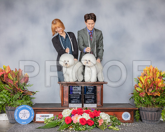 Bichon Frise #5 Sun BOW WB Judge Carol White Moser_SSR_5340_Hstn2019_HR3