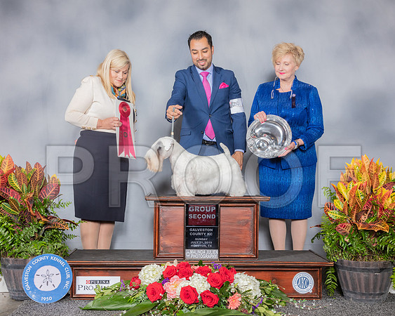 Sealyham Terrier #6 G2 Judge Jan Gladstone_SSR_5240_Hstn2019_HR3