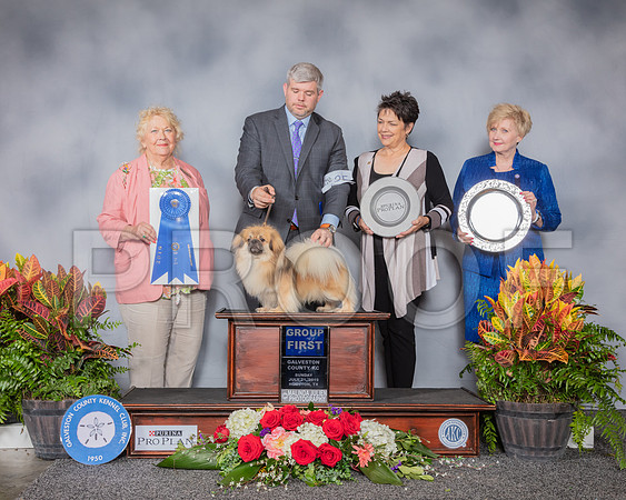 Tibetan Spaniel #25 Sun G1 Judge Carol White Moser_SSR_5465_Hstn2019_HR3