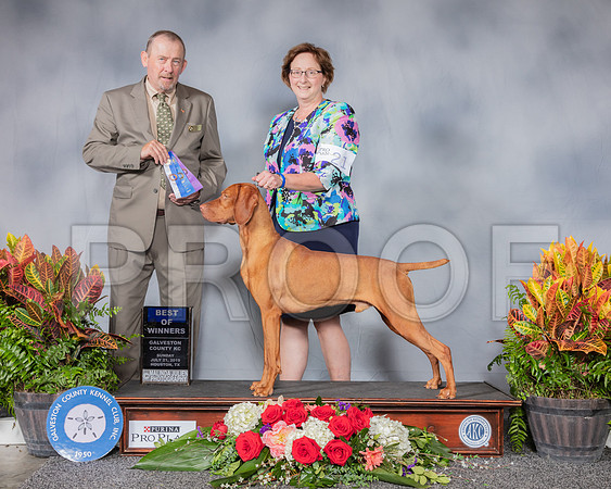 Vizsla #21 Sun BOW Judge Kevin Flynn_SSR_5169_Hstn2019_HR3