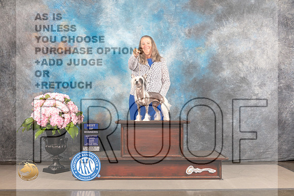 Chinese Crested #22 FRI WB BOW Judge Ken Murray_MJ_5227_Houston_2022_HR3