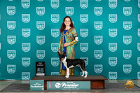 Rat Terrier #415 Thur T10AOE Judge Tracie Karsjens