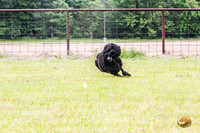 Poodle Std Misty Sat 4