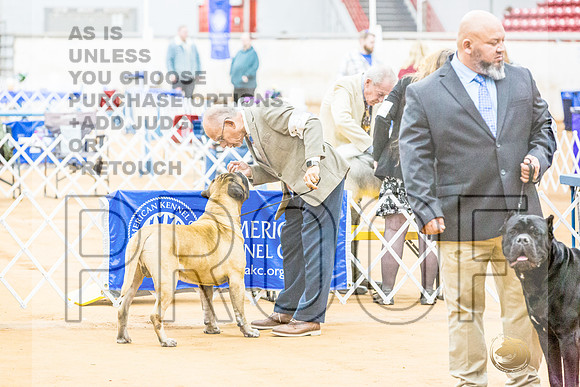 Bullmastiff #9 RingsJJL_9164_Glen Rose 2024-HR3