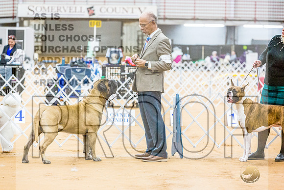 Bullmastiff #9 RingsJJL_9166_Glen Rose 2024-HR3