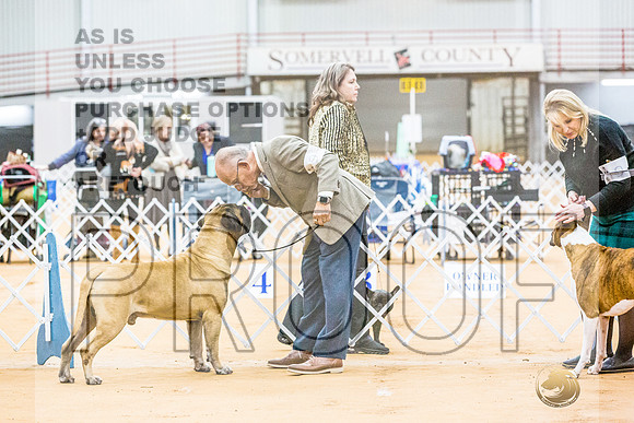 Bullmastiff #9 RingsJJL_9175_Glen Rose 2024-HR3